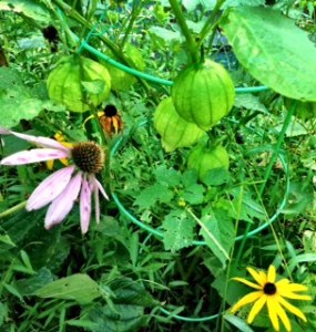 Tomatillos grow in my garden
