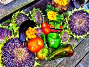 Late Summer Harvest poses for one last picture