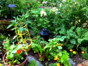 Peppers, Nasturtium and Kale Dance among the Flowers