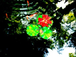 My Koi hidden in the reflection