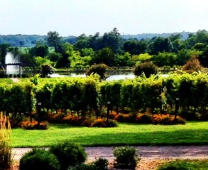 The ever-friendly and truly unique Old House Vineyard near Culpeper