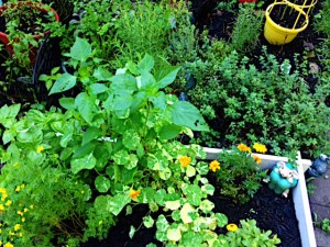 The green and yellow of the Herb Garden