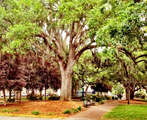 The Squares, the Trees, the Mansions,....beautiful!