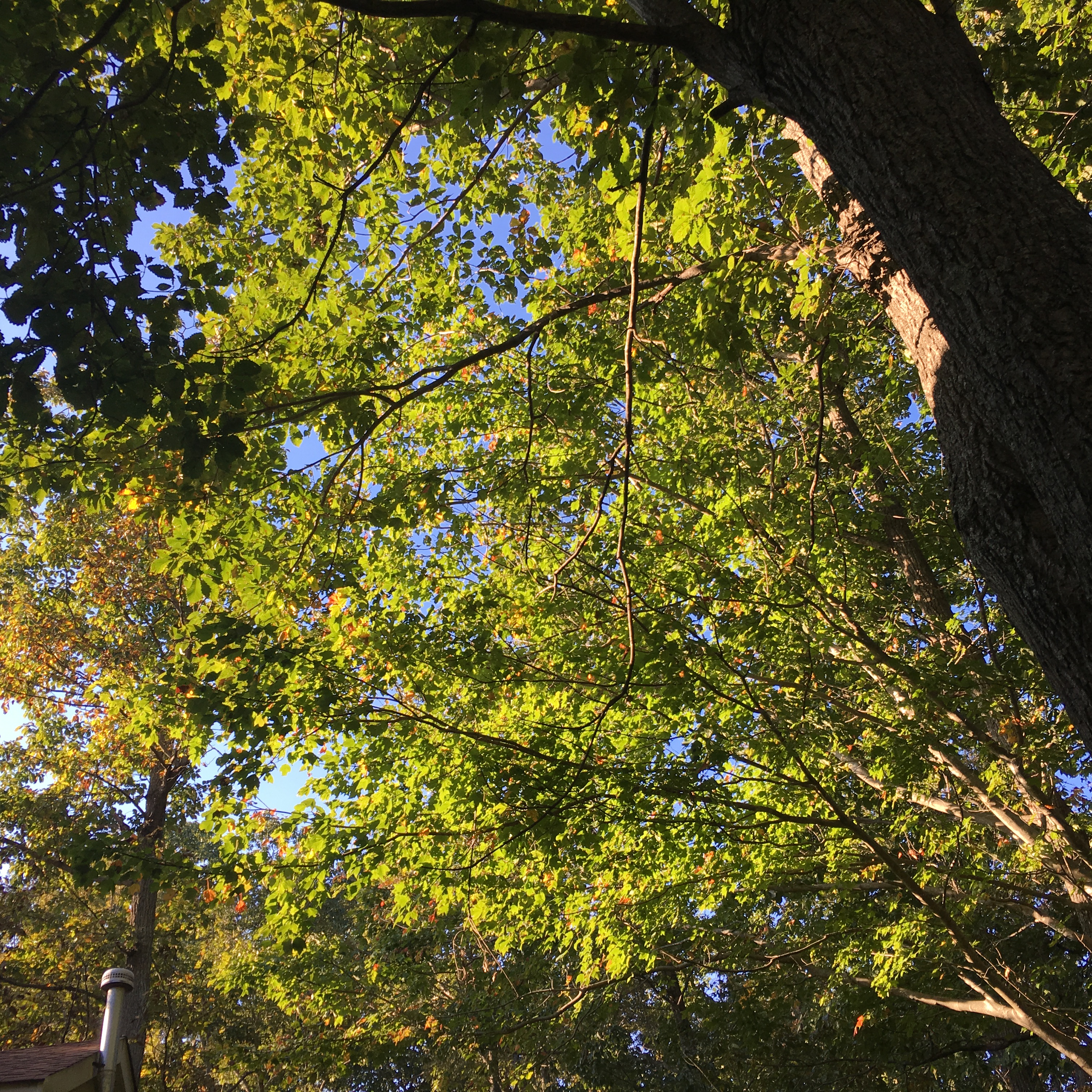 20161017_205105875_ios